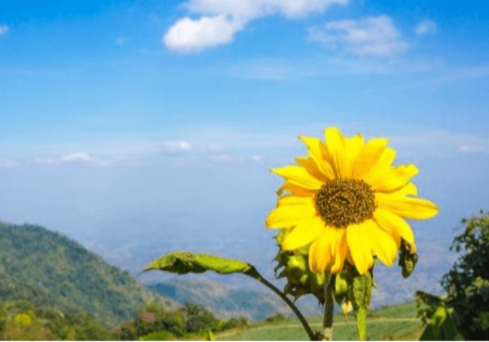 Dr. Anne Berkeley | Elevate Your Well Being: The Role of Functional Medicine and Gut Health