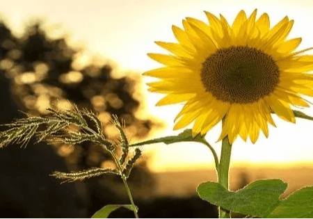 Dr. Anne Berkeley | Optimal Vitamin D Levels: A Functional Medicine Approach